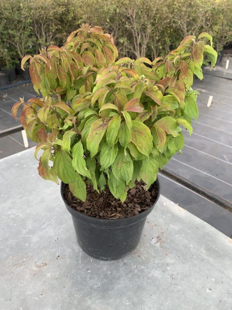 Дерен отпрысковый 'Келси' – Cornus sericea 'Kelseyi'