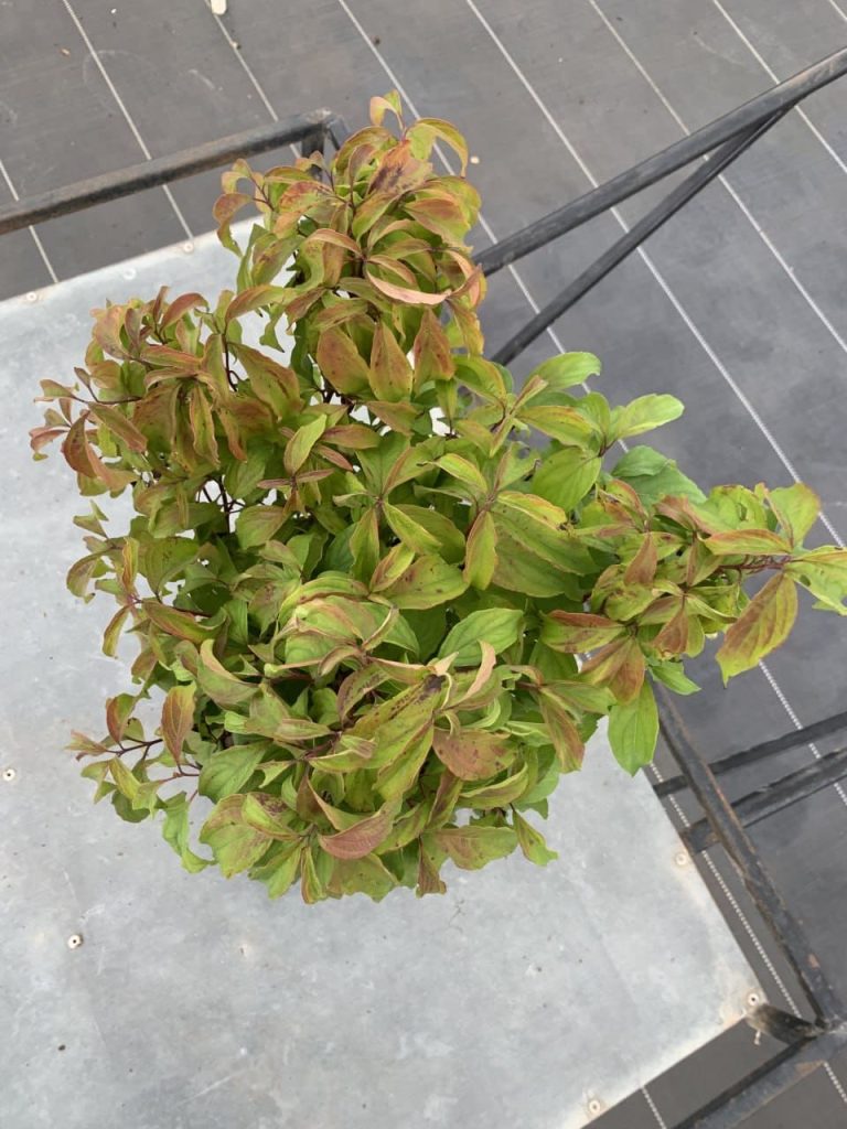 Дерен отпрысковый 'Келси' – Cornus sericea 'Kelseyi'