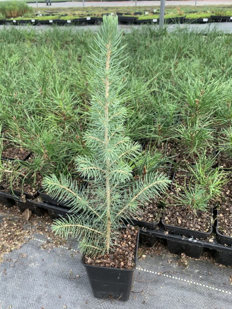 Ель голубая 'Глаука' – Picea pungens 'glauca'