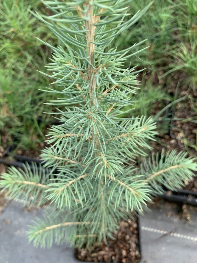 Ель голубая 'Глаука' – Picea pungens 'glauca'