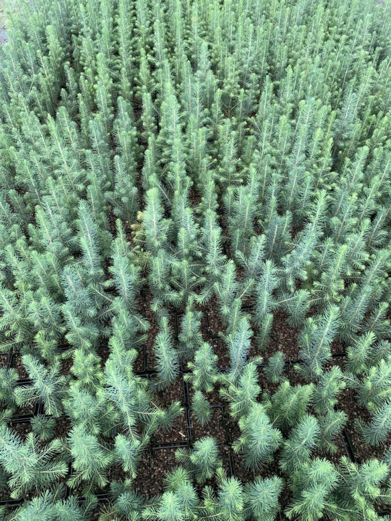 Ель голубая 'Глаука' – Picea pungens 'glauca'