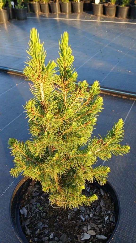 Ель канадская 'Дейзи Уайт' – Picea gl. 'Daisy's White'