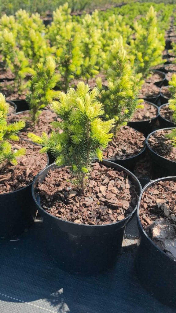 Ель канадская 'Дейзи Уайт' – Picea gl. 'Daisy's White'