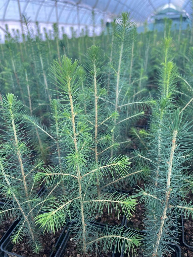 Ель сибирская – 'Picea obovata'