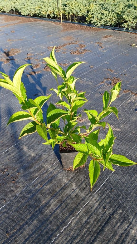 Вейгела цветущая 'Марджори' – Weigela flor. 'Marjorie'