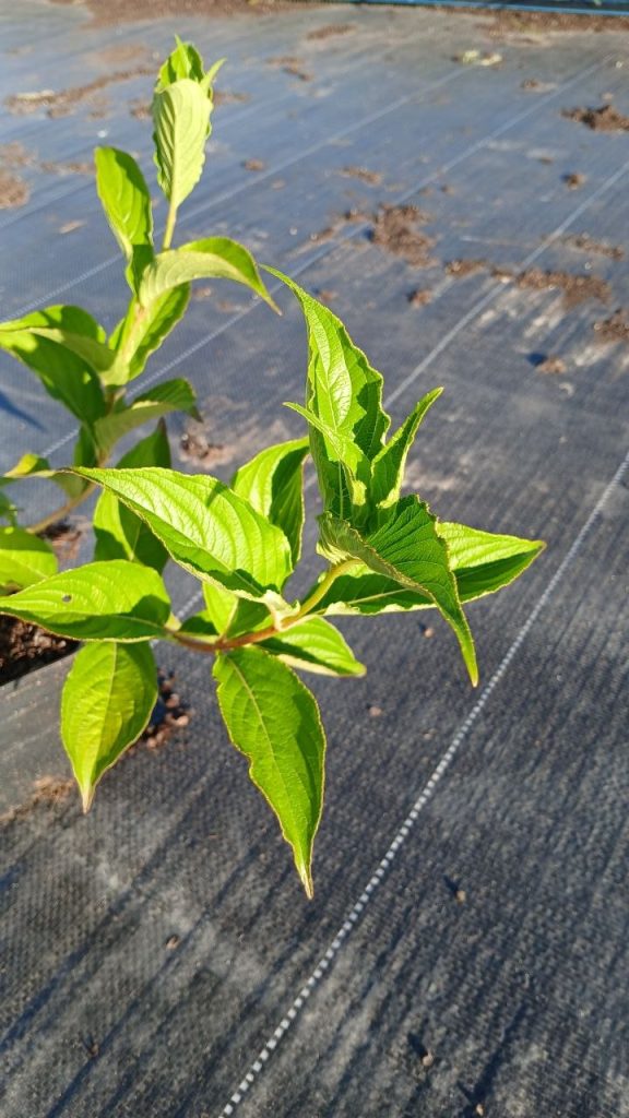 Вейгела цветущая 'Марджори' – Weigela flor. 'Marjorie'