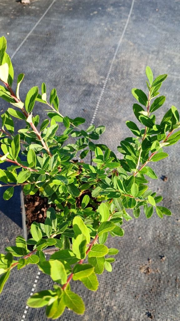 Спирея ниппонская 'Сноумаунд' – Spiraea 'Snowmound'
