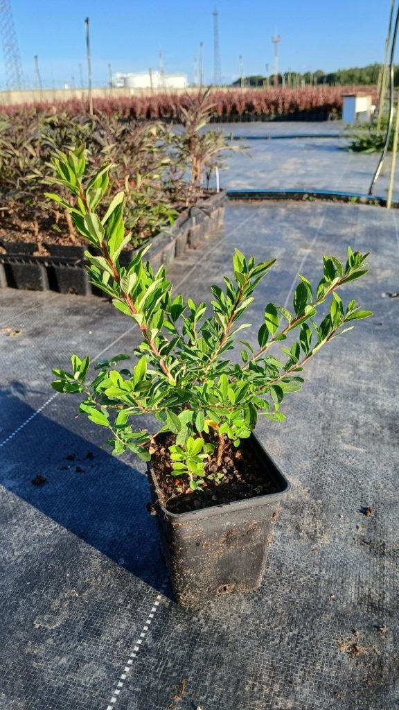Спирея ниппонская 'Сноумаунд' – Spiraea 'Snowmound'