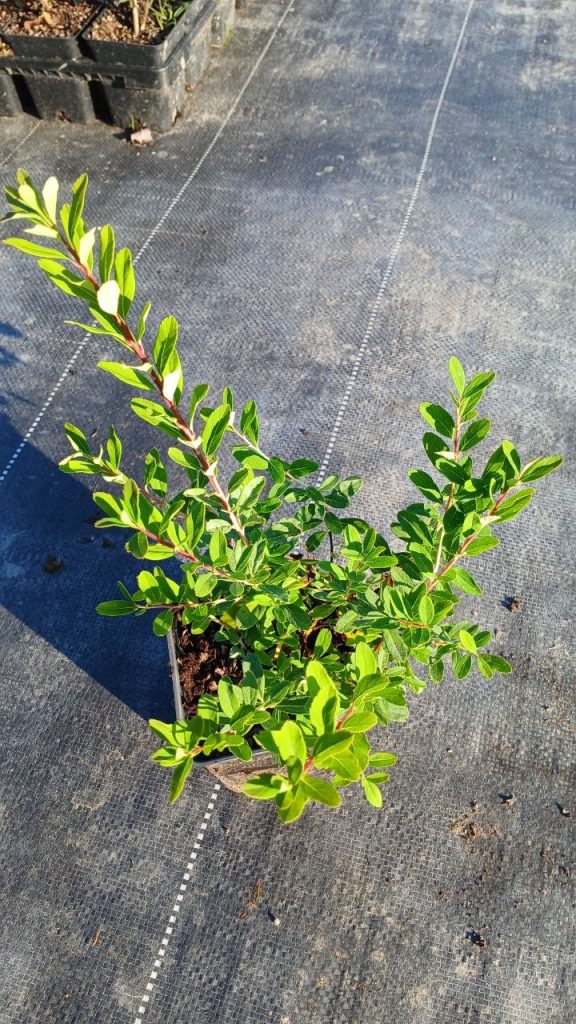 Спирея ниппонская 'Сноумаунд' – Spiraea 'Snowmound'