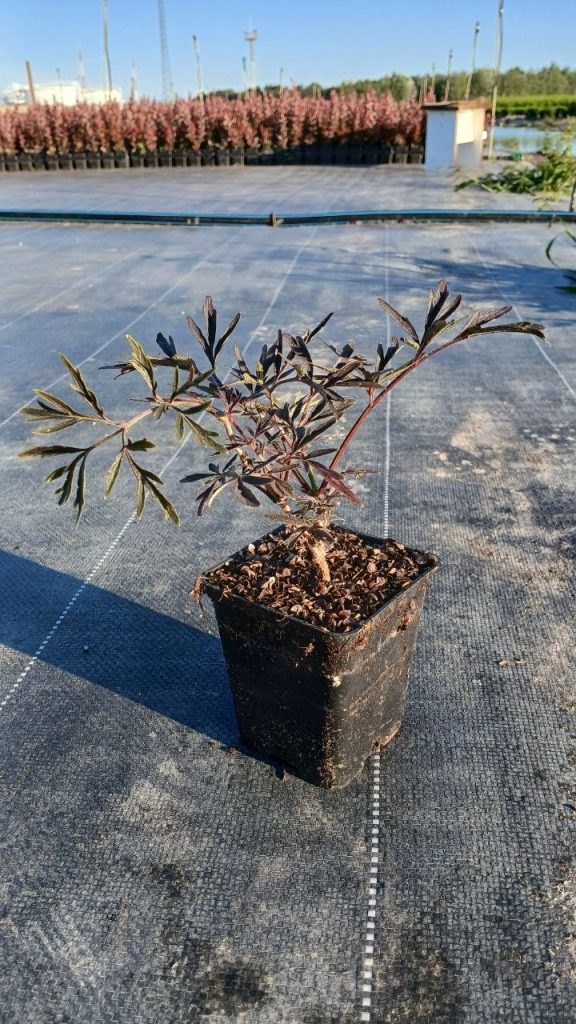 Бузина чёрная 'Блэк Лейс' – Sambucus nigra 'Black Lace'