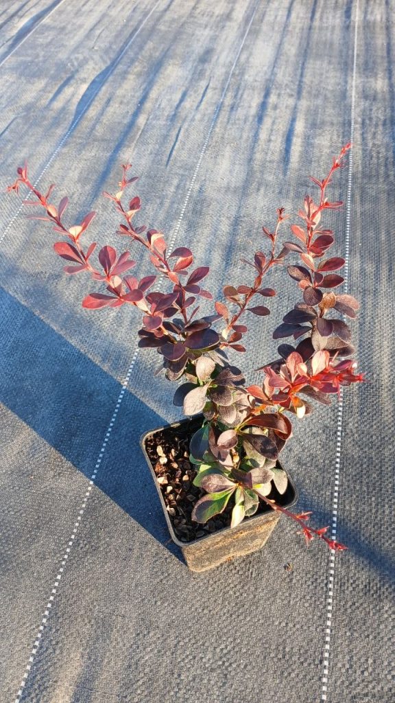Барбарис Тунберга 'Дартс Ред Леди' – Berberis thunb. 'Dart's Red Lady'
