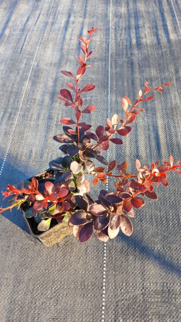 Барбарис Тунберга 'Дартс Ред Леди' – Berberis thunb. 'Dart's Red Lady'