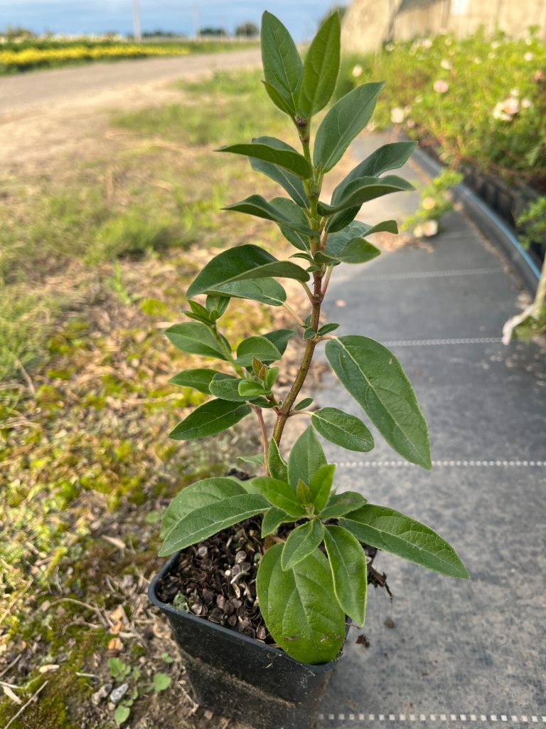 Калина тинус (лавролистная) 'Ева Прайс' – Viburnum tinus 'Eve Price'