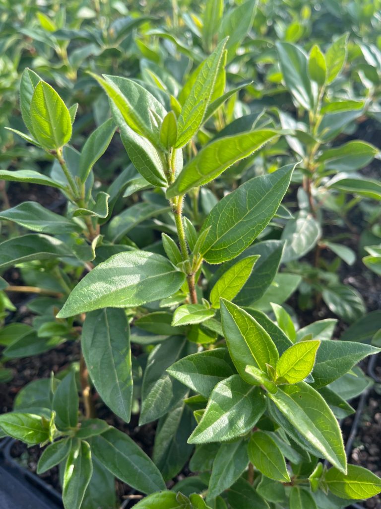 Калина тинус (лавролистная) 'Ева Прайс' – Viburnum tinus 'Eve Price'