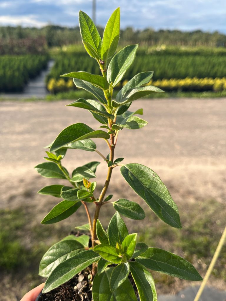 Калина тинус (лавролистная) 'Ева Прайс' – Viburnum tinus 'Eve Price'