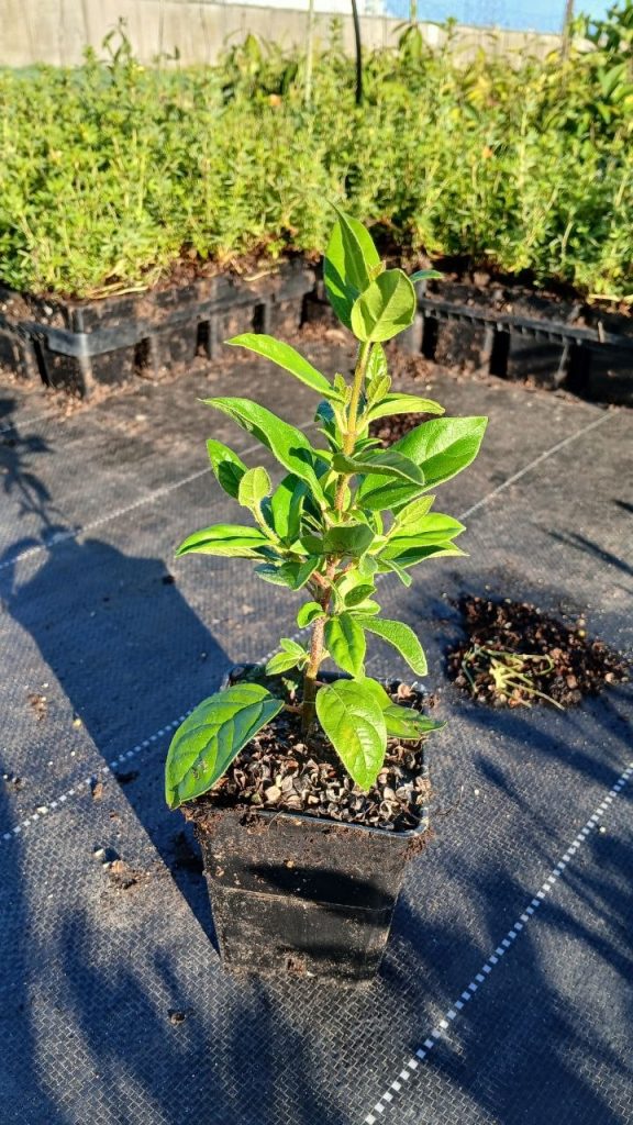 Калина тинус (лавролистная) – Viburnum tinus