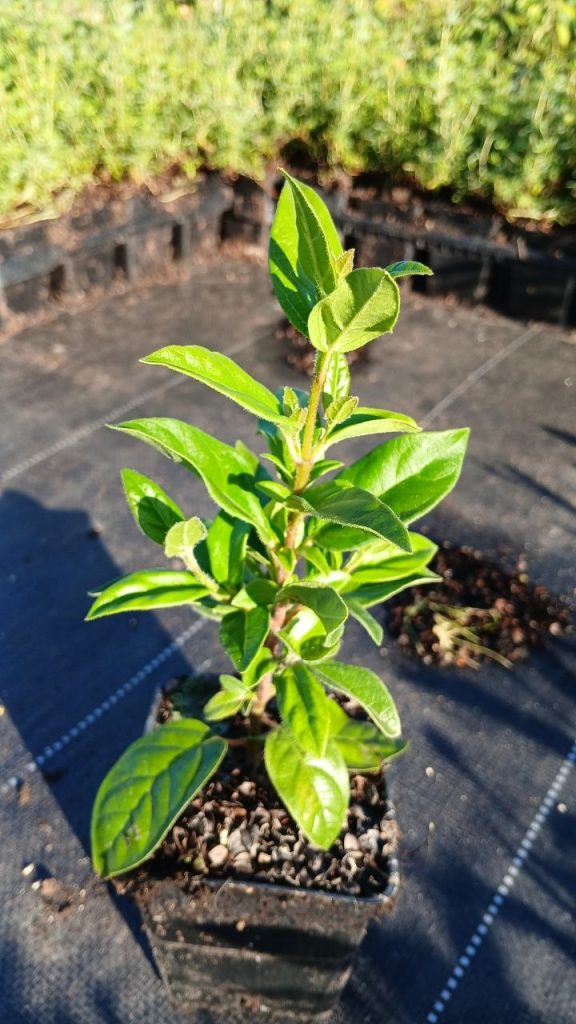 Калина тинус (лавролистная) – Viburnum tinus