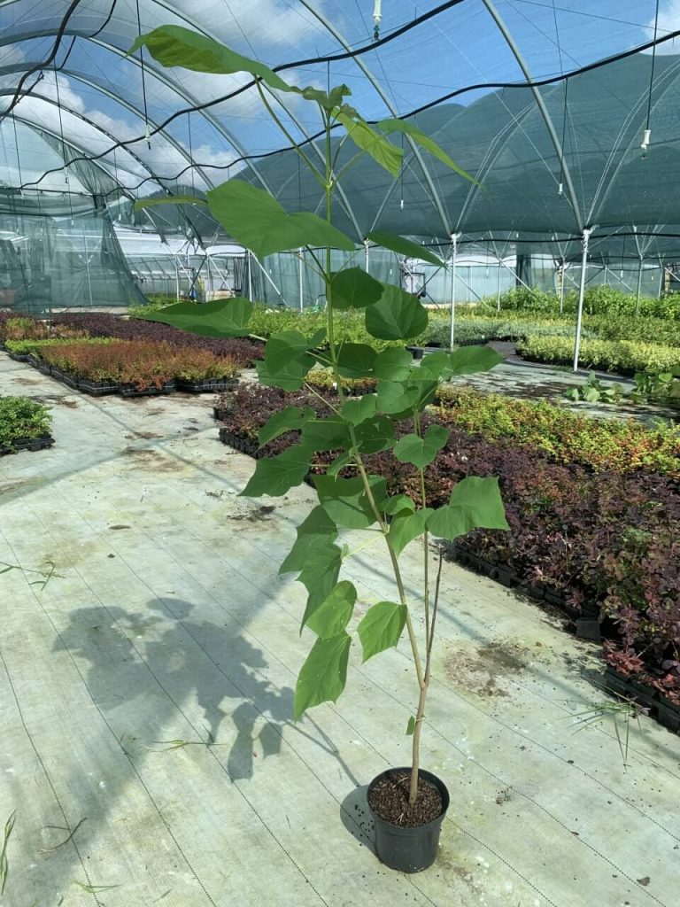 Катальпа бигнониевидная – Catalpa bignonioides