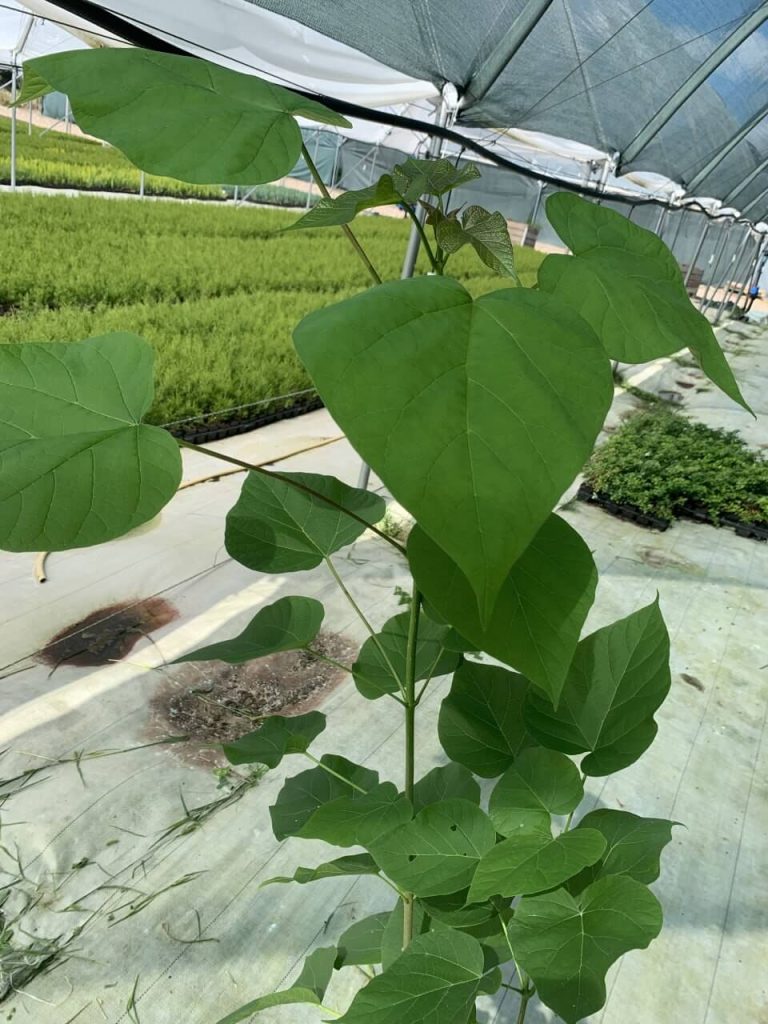 Катальпа бигнониевидная – Catalpa bignonioides