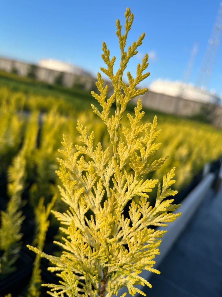 Кипарисовик Лавсона 'Алюмиголд' – Chamaecyparis Lawsoniana 'Alumigold'