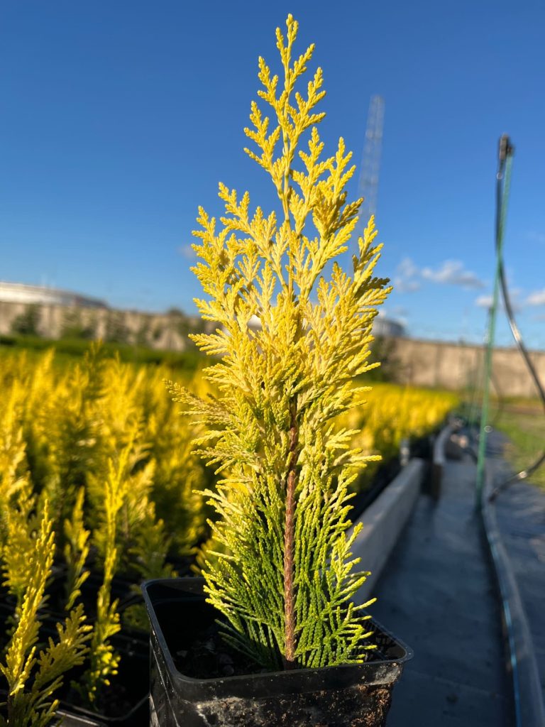 Кипарисовик Лавсона 'Алюмиголд' – Chamaecyparis Lawsoniana 'Alumigold'