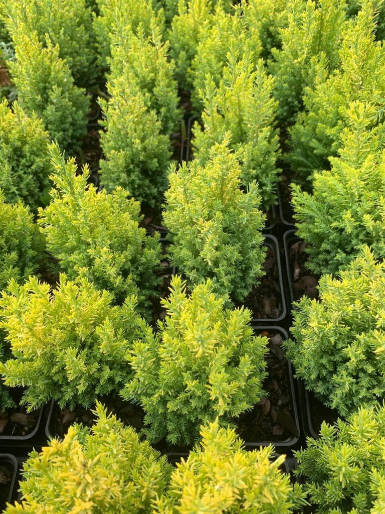 Кипарисовик Лавсона 'Элвуди Голд' – Chamaecyparis lawsoniana 'Ellwoodii Gold'