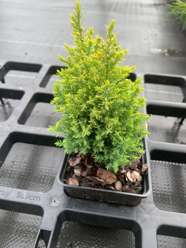 Кипарисовик Лавсона 'Элвуди Голд' – Chamaecyparis lawsoniana 'Ellwoodii Gold'