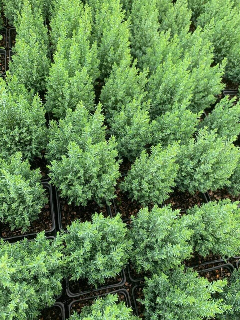 Кипарисовик Лавсона 'Эльвуди' – Chamaecyparis lawsoniana 'Ellwoodii'