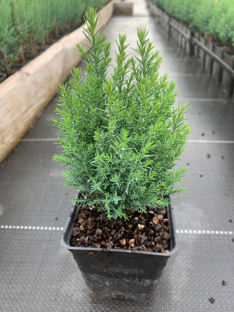 Кипарисовик Лавсона 'Эльвуди' – Chamaecyparis lawsoniana 'Ellwoodii'