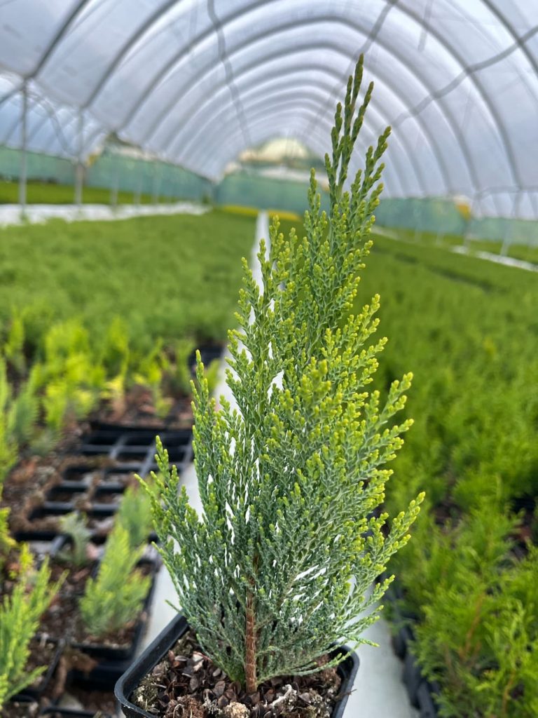 Кипарисовик Лавсона 'Стардас' – Chamaecyparis lawsoniana 'Stardust'