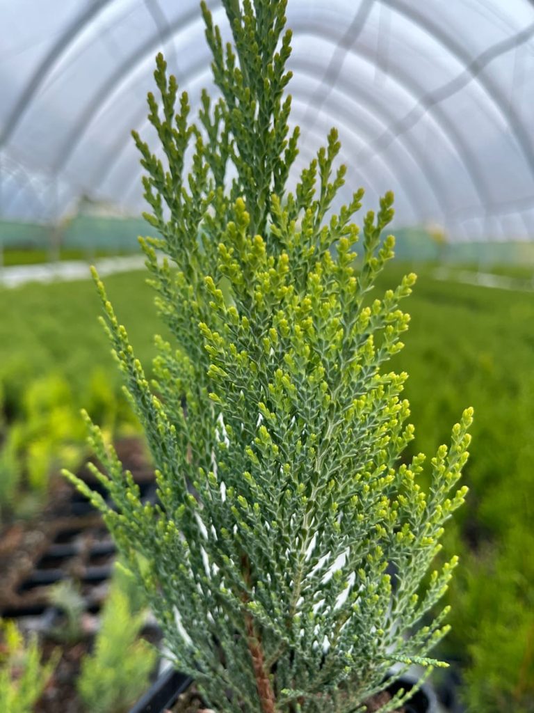 Кипарисовик Лавсона 'Стардас' – Chamaecyparis lawsoniana 'Stardust'
