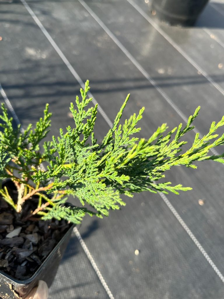 Кипарисовик 'Лейланда' – ×Cupressocyparis 'Leylandii'