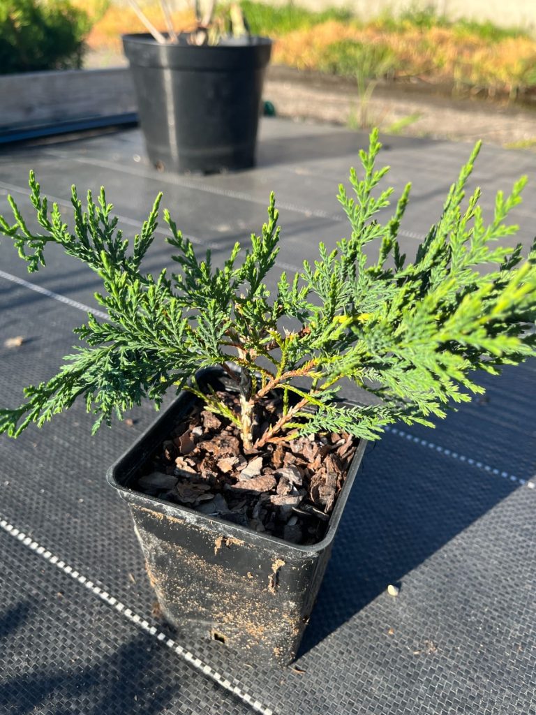Кипарисовик 'Лейланда' – ×Cupressocyparis 'Leylandii'