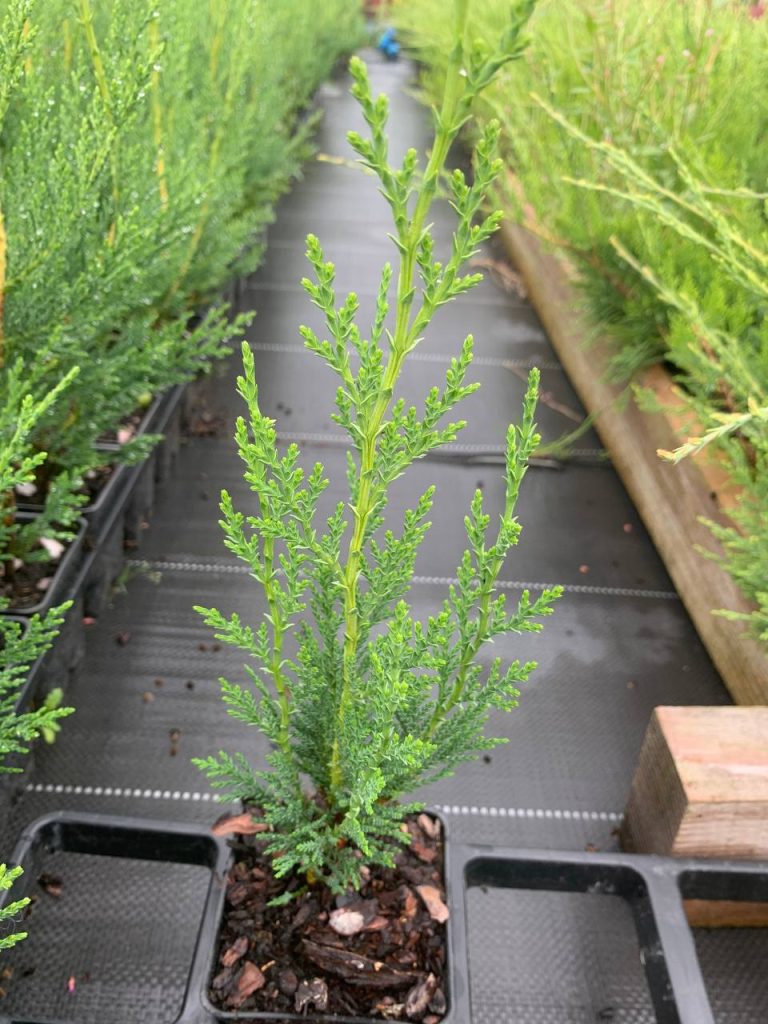Кипарисовик Лейланда 'Грин Рокет' – ×Cupressocyparis leylandii 'Green Rocket'