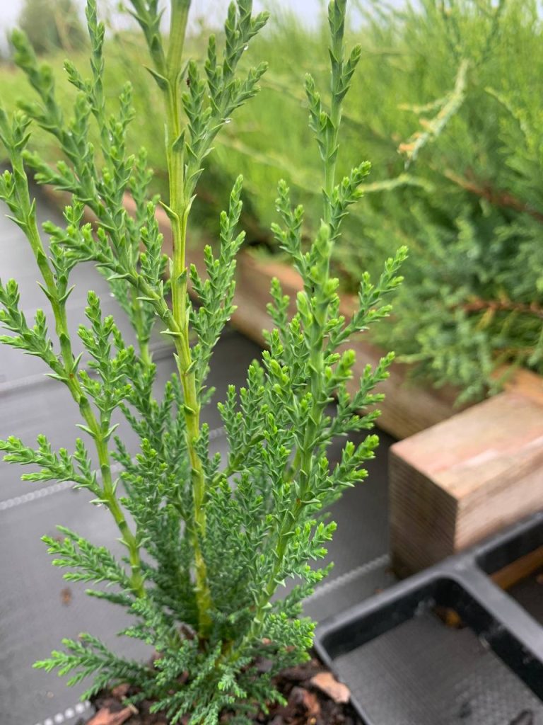 Кипарисовик Лейланда 'Грин Рокет' – ×Cupressocyparis leylandii 'Green Rocket'