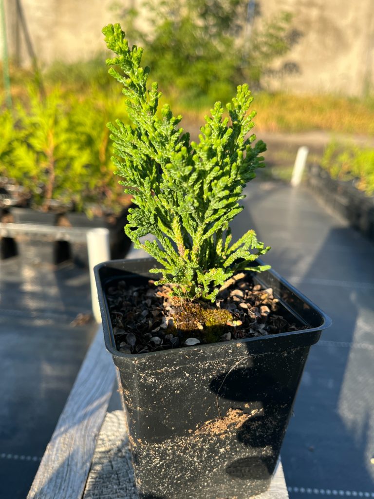 Кипарисовик тупой 'Драхт' – Chamaecyparis obtusa 'Draht'