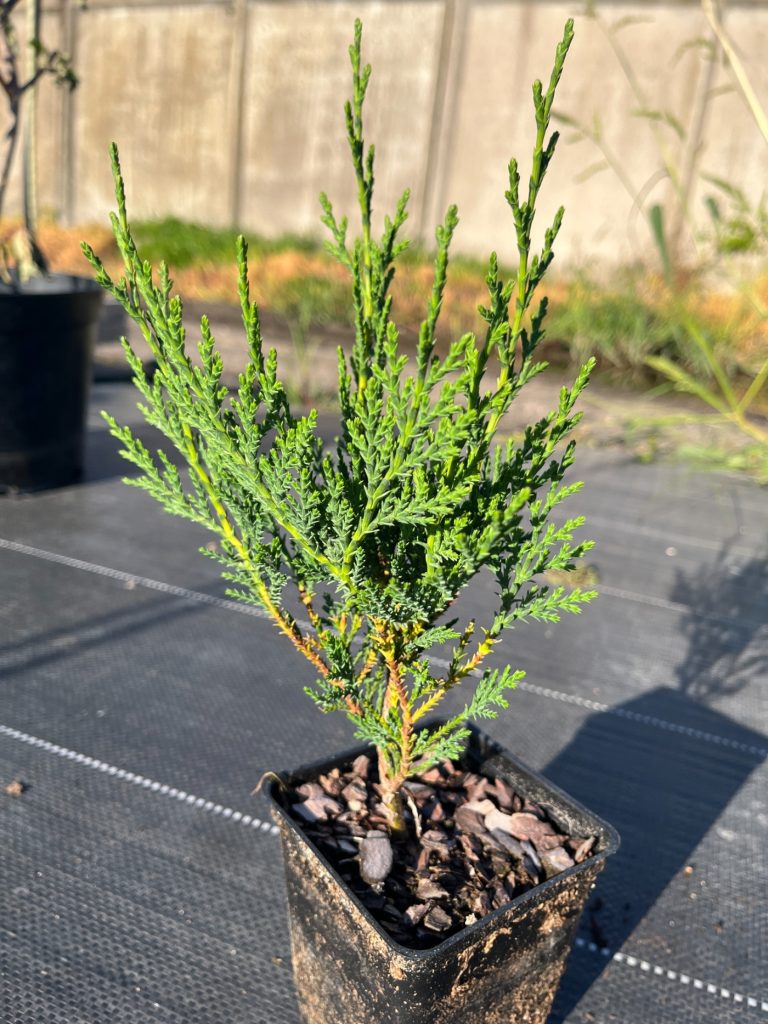 Кипарисовик Лейланда 'Твидуизендин' – ×Cupressocyparis leylandii 'Tweeduizendeen'