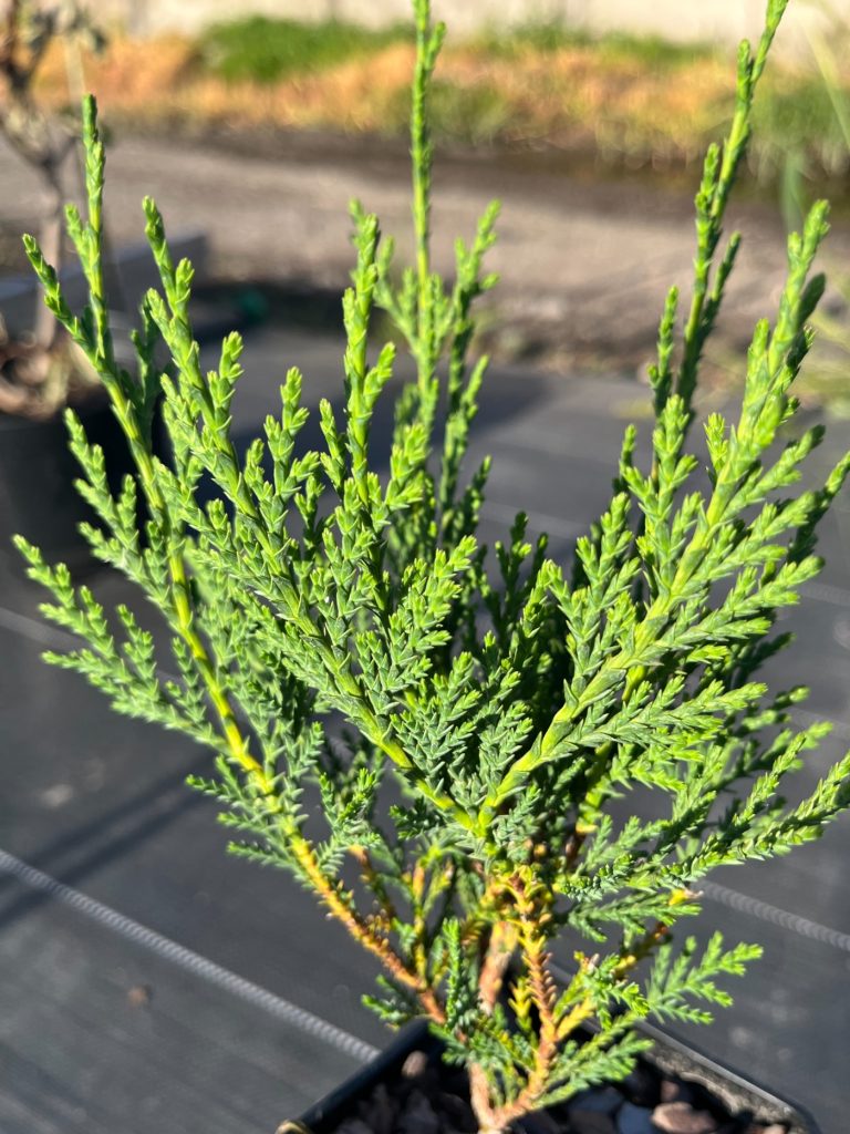 Кипарисовик Лейланда 'Твидуизендин' – ×Cupressocyparis leylandii 'Tweeduizendeen'