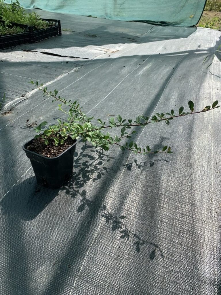Кизильник Даммера 'Эйхольц' – Cotoneaster dammeri 'Eichholz'