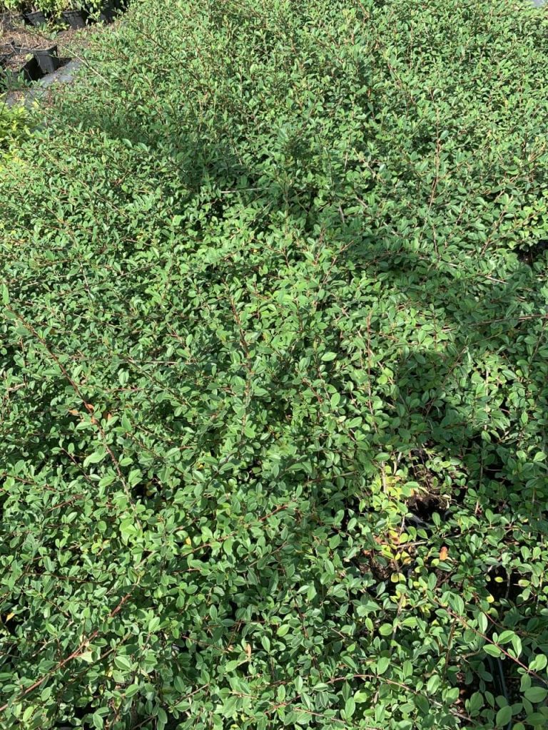 Кизильник Даммера 'Эйхольц' – Cotoneaster dammeri 'Eichholz'