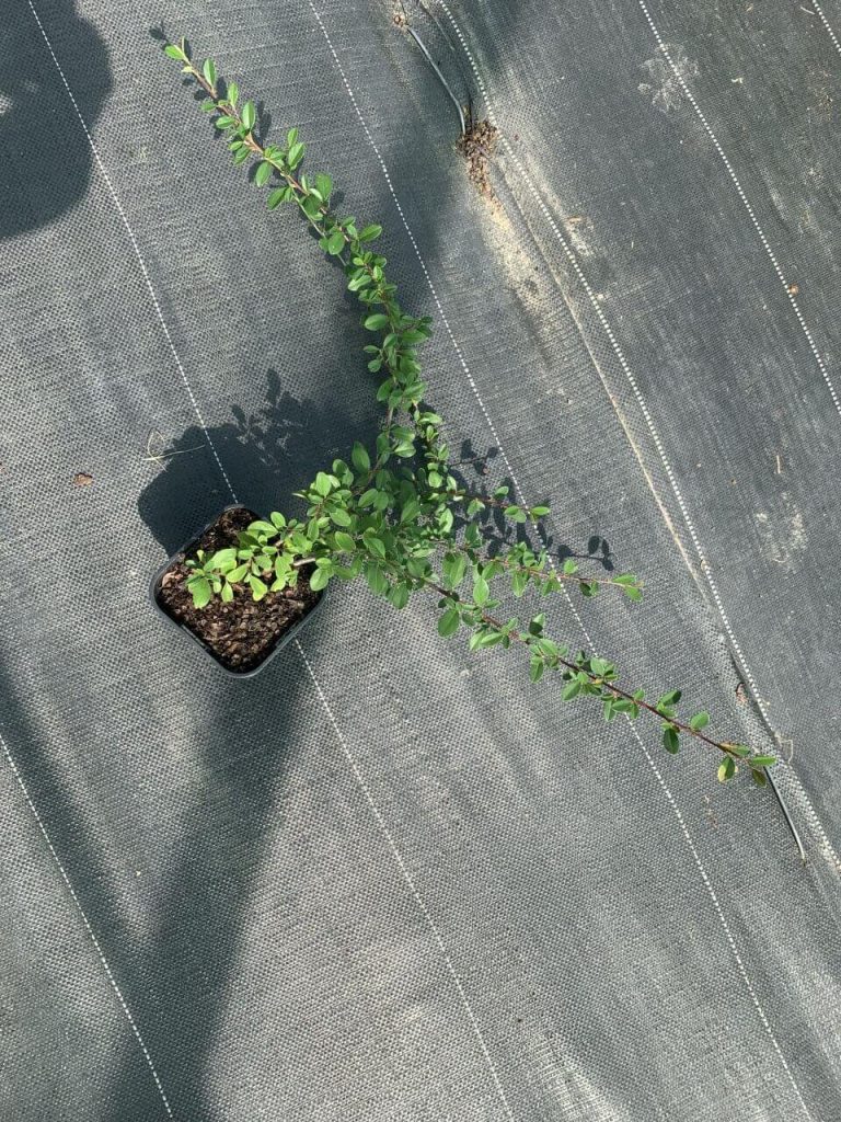Кизильник Даммера 'Эйхольц' – Cotoneaster dammeri 'Eichholz'