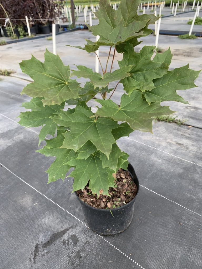 Клён обычный – Acer platanoides