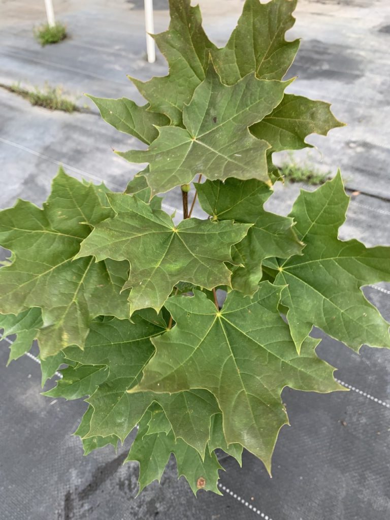 Клён обычный – Acer platanoides