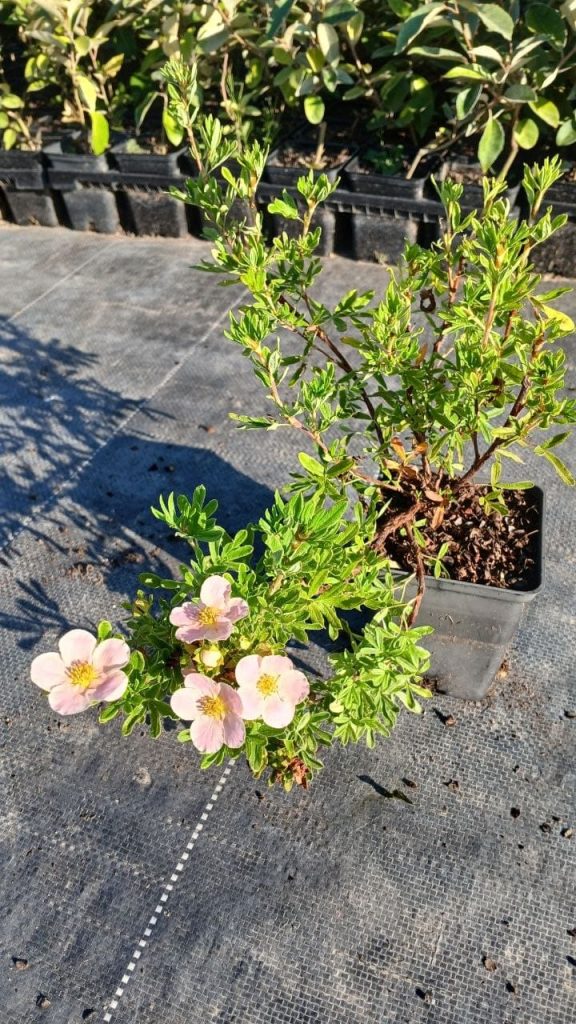 Лапчатка кустарниковая 'Блинк' (Принцесс) – Potentilla fruticosa 'Blink' (syn. 'Princess', 'Pink Queen')