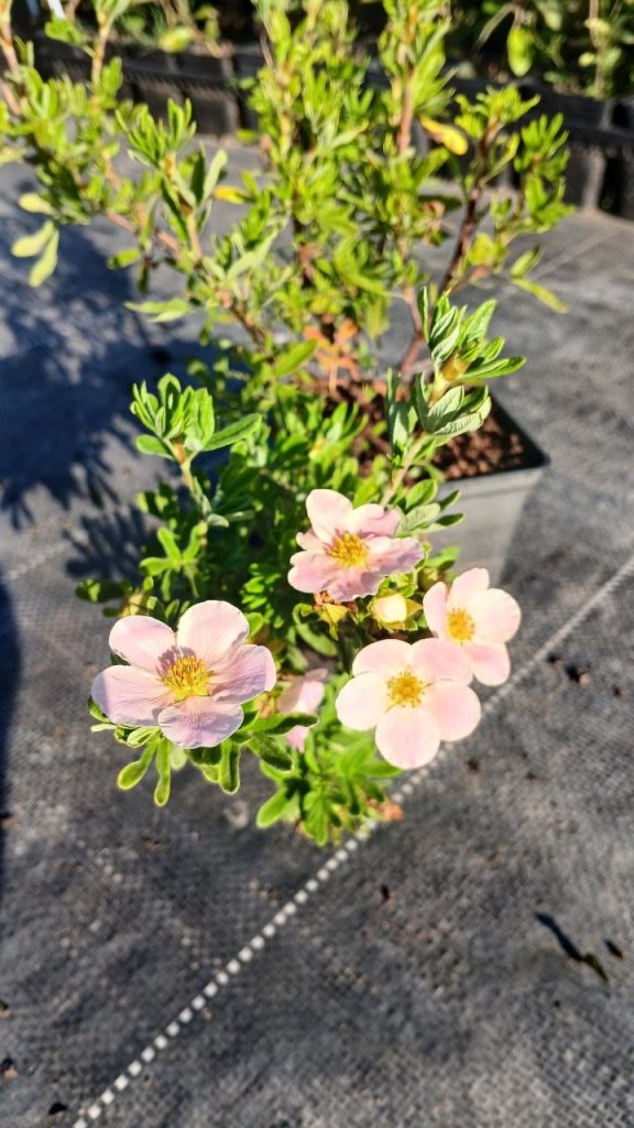 Лапчатка кустарниковая 'Блинк' (Принцесс) – Potentilla fruticosa 'Blink' (syn. 'Princess', 'Pink Queen')