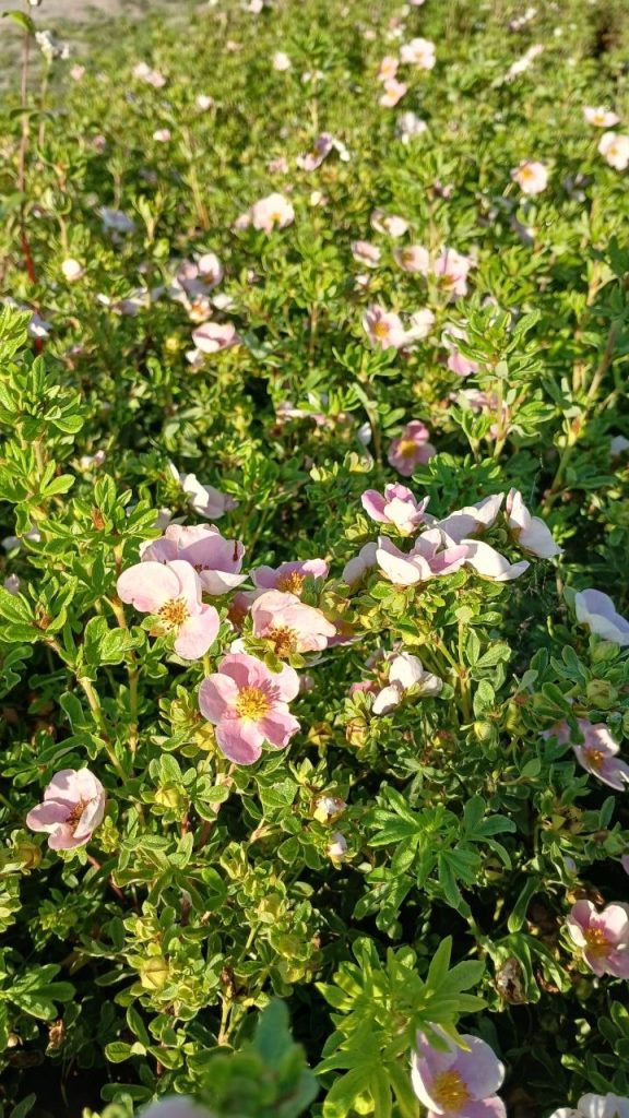 Лапчатка кустарниковая 'Нью Даун' – Potentilla f. 'New Dawn'