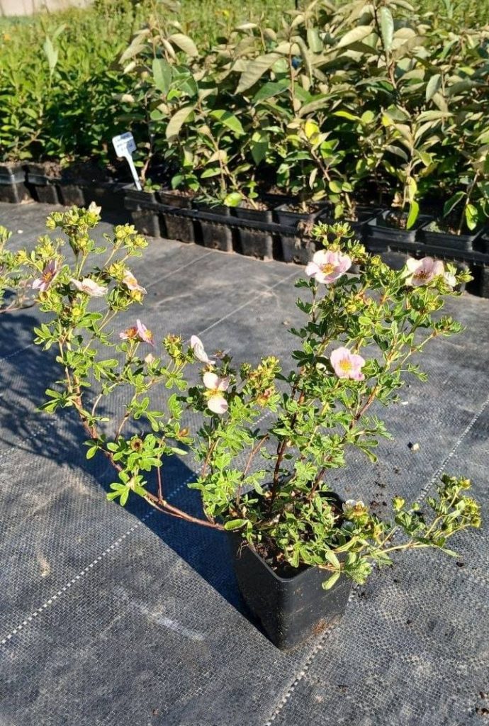Лапчатка кустарниковая 'Нью Даун' – Potentilla f. 'New Dawn'