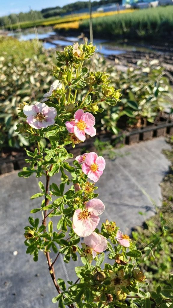 Лапчатка кустарниковая 'Нью Даун' – Potentilla f. 'New Dawn'
