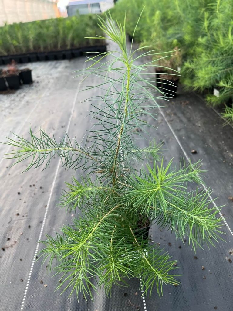 Лиственница Европейская – Larix decidua