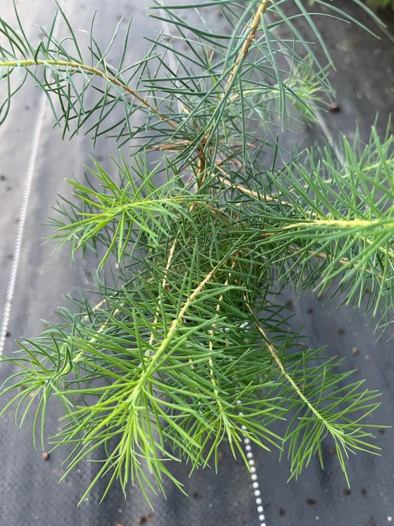 Лиственница Европейская – Larix decidua